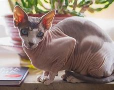 Image result for Smerf Cat with Hair