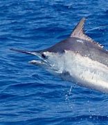 Image result for Fastest Sea Animal