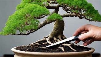 Image result for Bonsai Root Rot