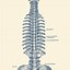 Image result for Drawing of Spine