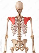 Image result for Muscle Under Shoulder Blade