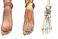 Image result for Bottom of Foot Muscles