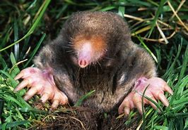 Image result for Pet Mole