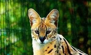 Image result for Serval Cat Lynx