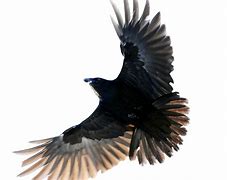 Image result for Raven Flying Drawing