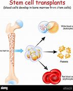 Image result for Blood Stem Cells