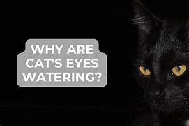 Image result for Cat Eyes Watering