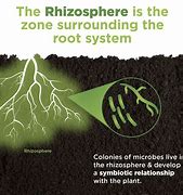 Image result for Soil Microbes