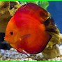 Image result for Ikan Laut Warna Hijau