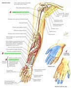 Image result for Median Nerve Distribution Arm