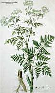 Image result for Conium Maculatum Norsk