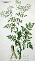 Image result for Conium Maculatum Wetland