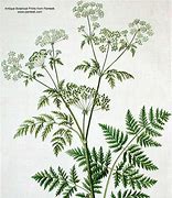 Image result for Conium Maculatum Leaf