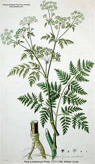 Image result for Conium Maculatum Where to Find