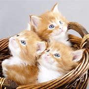 Image result for 20 Cats