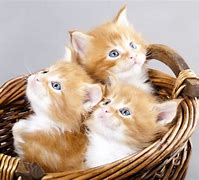 Image result for Baby Cats