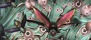 Image result for Insect Process Art