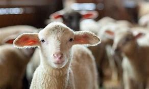 Image result for Sheep Hear My Voice Jesus