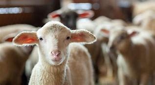 Image result for Sheep Hear My Voice