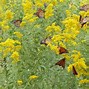 Image result for Butterflies Garden