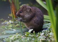 Image result for Vole Anatomy Model