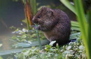 Image result for Vole Bones