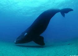 Image result for Marine Mammals of Maine