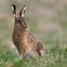 Image result for Award-Winning Brown Hare Photo