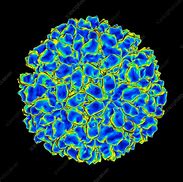 Image result for Aquareovirus