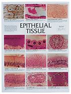 Image result for E Inflamed Tissue