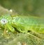 Image result for Leafhopper Pic