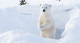 Image result for Royalty Free Polar Bears Protecting Cubs