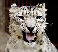 Image result for Leopard Roar