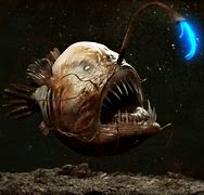 Image result for AnglerFish