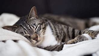 Image result for Dark Gray Tabby Cat