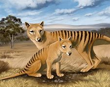 Image result for Thylacine Habitat