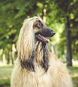 Image result for Afghan Hound Husky Mix