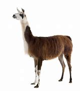 Image result for Real Llama