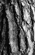 Image result for Texture BW