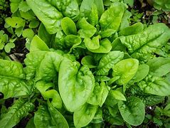 Image result for Female Spinach Plant