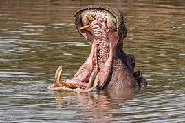 Image result for Hippo Yawn