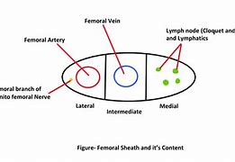 Image result for Genitofemoral Nerve Distribution Male