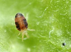 Image result for Plant Mites