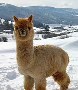 Image result for Llama Tierna