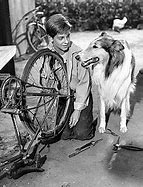 Image result for Lassie First Appearance