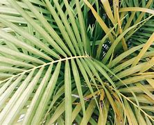 Image result for Artificial Palm Fronds