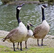 Image result for Geese Nest