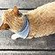 Image result for Cat with Bandana Drawing Base