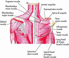 Image result for Shoulder Muscular Anatomy