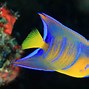 Image result for Black Angelfish Saltwater